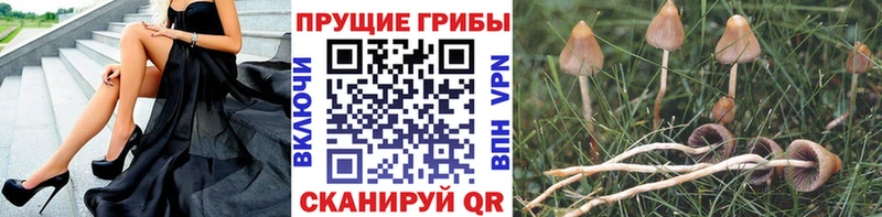 Псилоцибиновые грибы MAGIC MUSHROOMS Белоярский